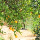 Oranges in West Algarve orchard